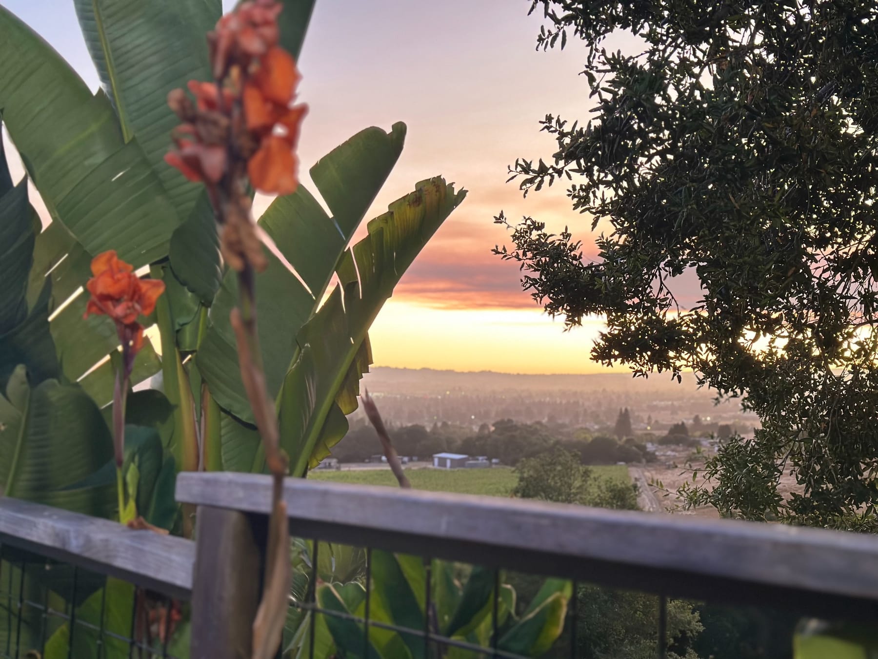 Sunset through banana leaves and oak trees