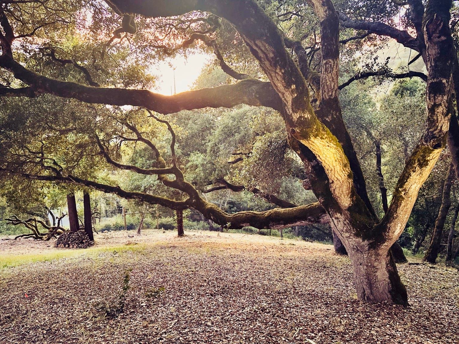 Old oak trees on the property